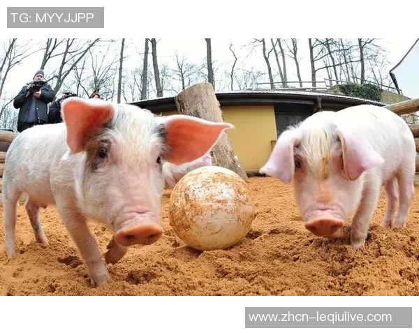 足球小猪的真实身份揭秘及其在足球界的影响力分析